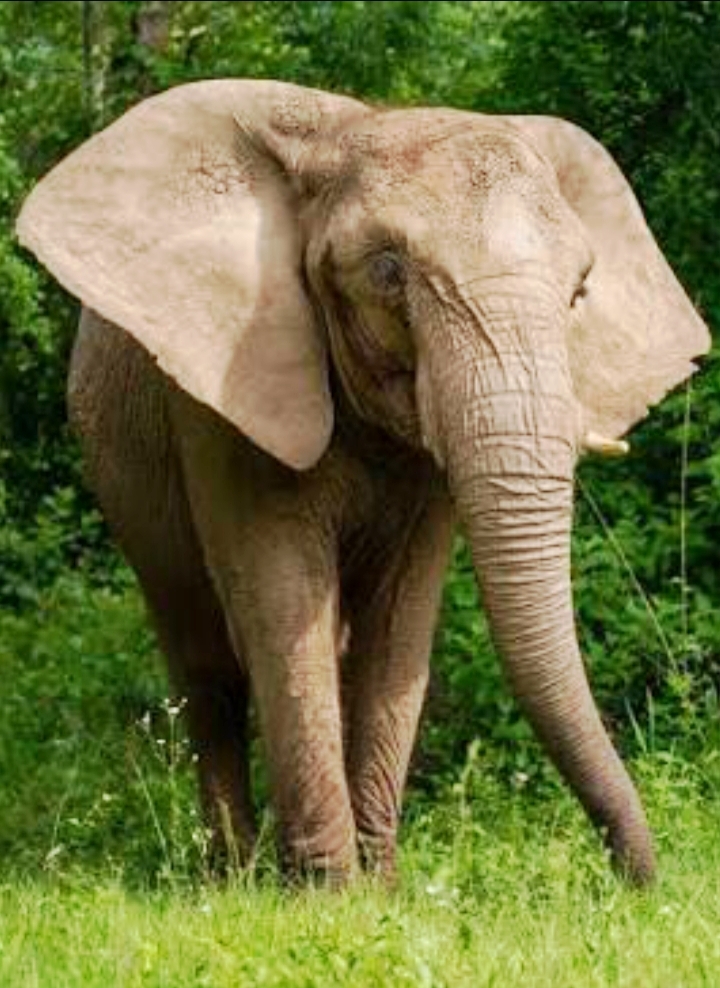 Rescue Endangered Elephants in Tanzania