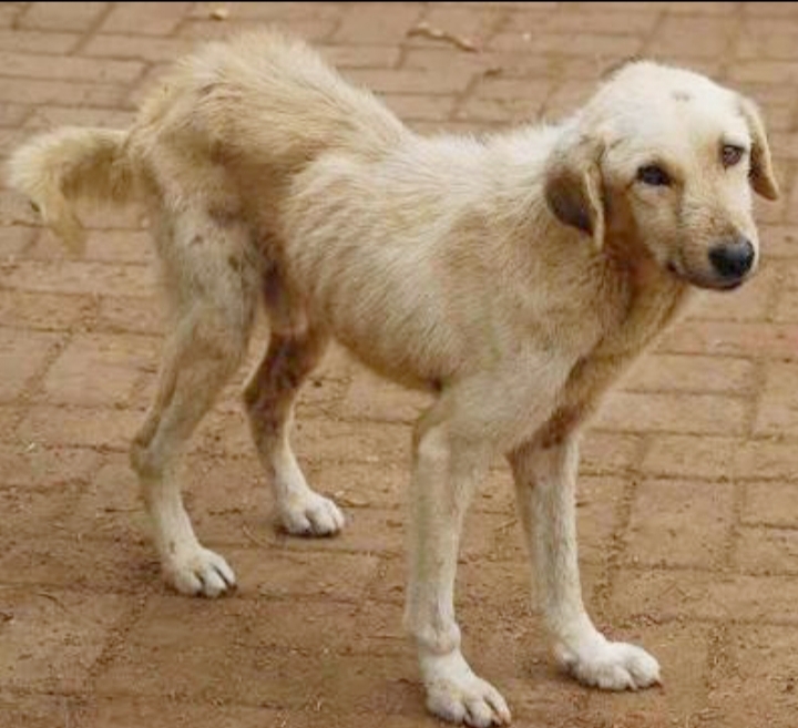 Rescue 500 Dogs and Pets From Cruelty in Tanzania