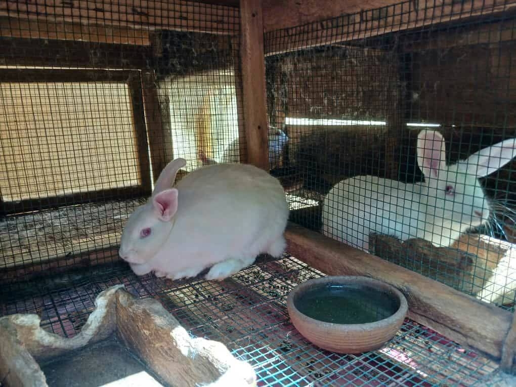 Establish a Rabbit Model Farm in Rural Uganda
