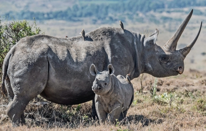 Save Life of  Rhinos From Extinction Tanzania