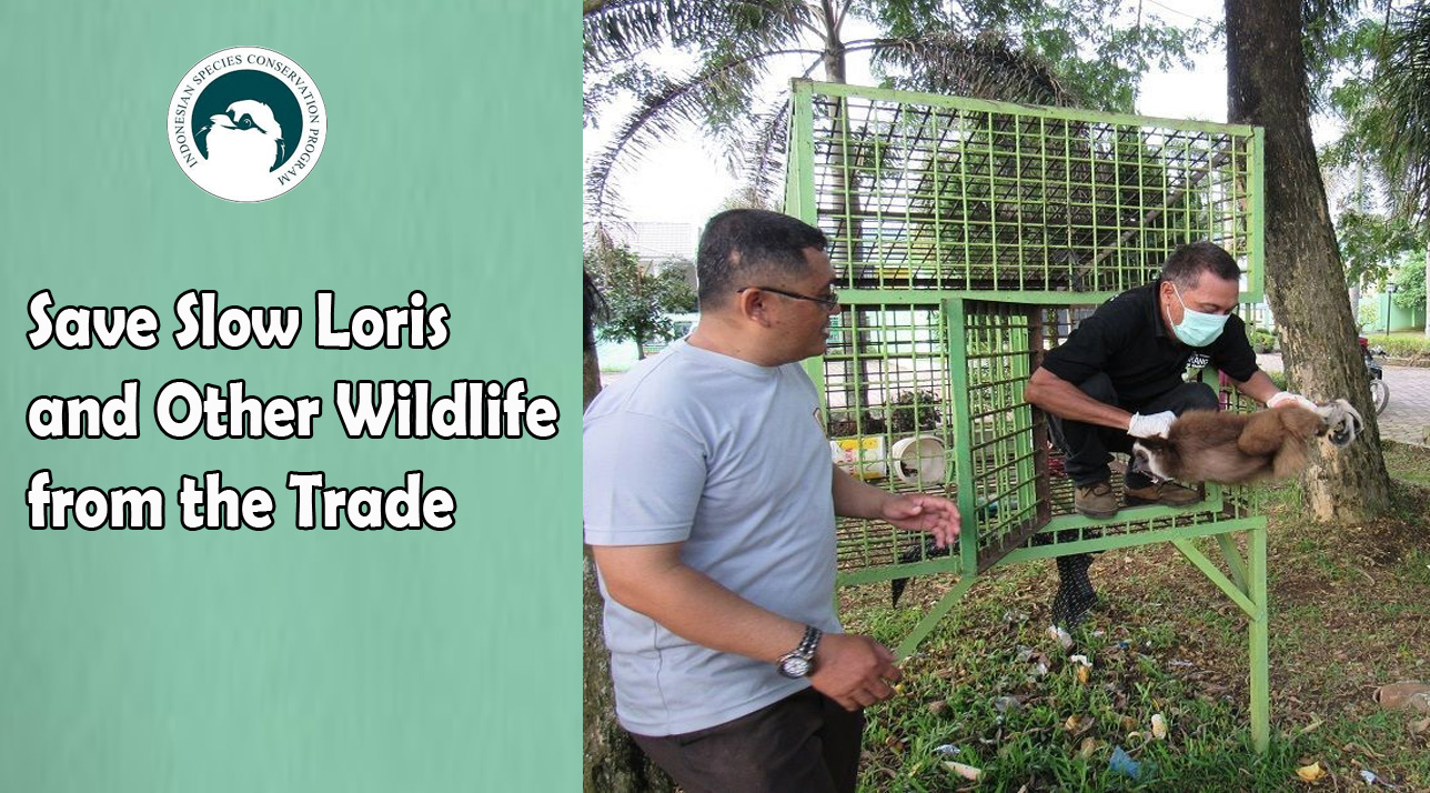 Save Slow Loris and Other Wildlife From The Trade