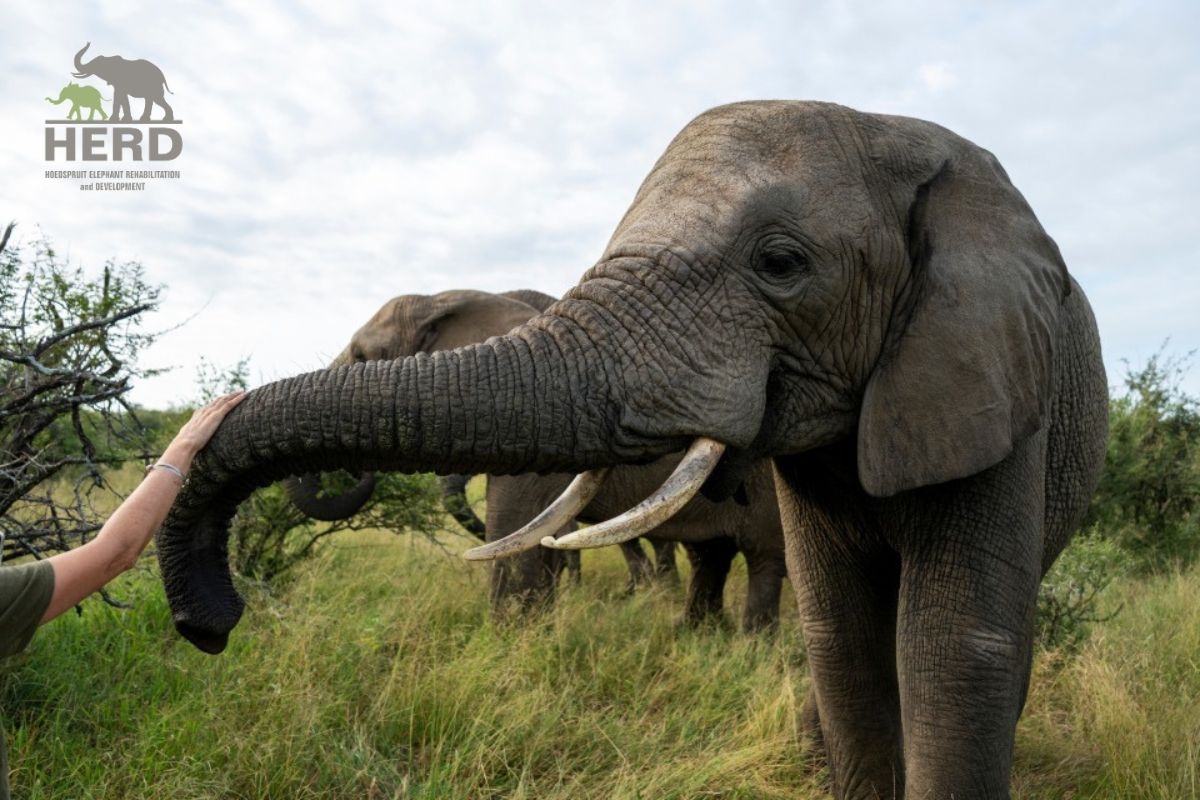 1000 Echoes for Elephants