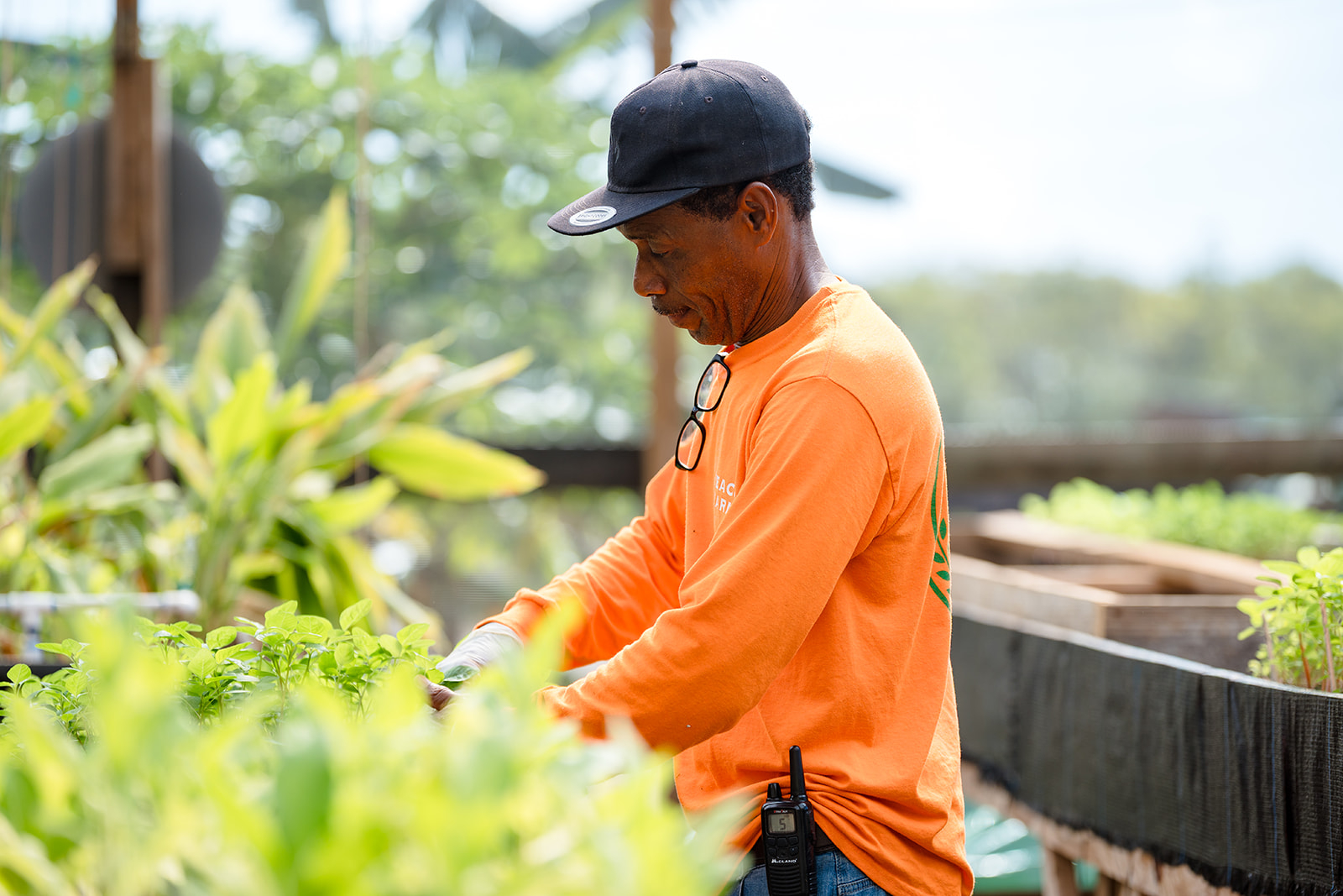 Change lives through agriculture in the Caribbean