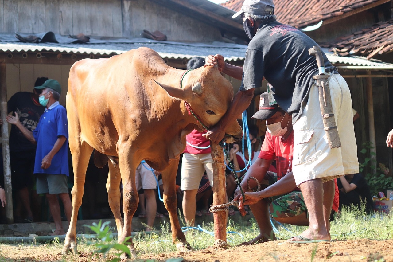 Qurban 2027: Share Happiness for Qurban 2027