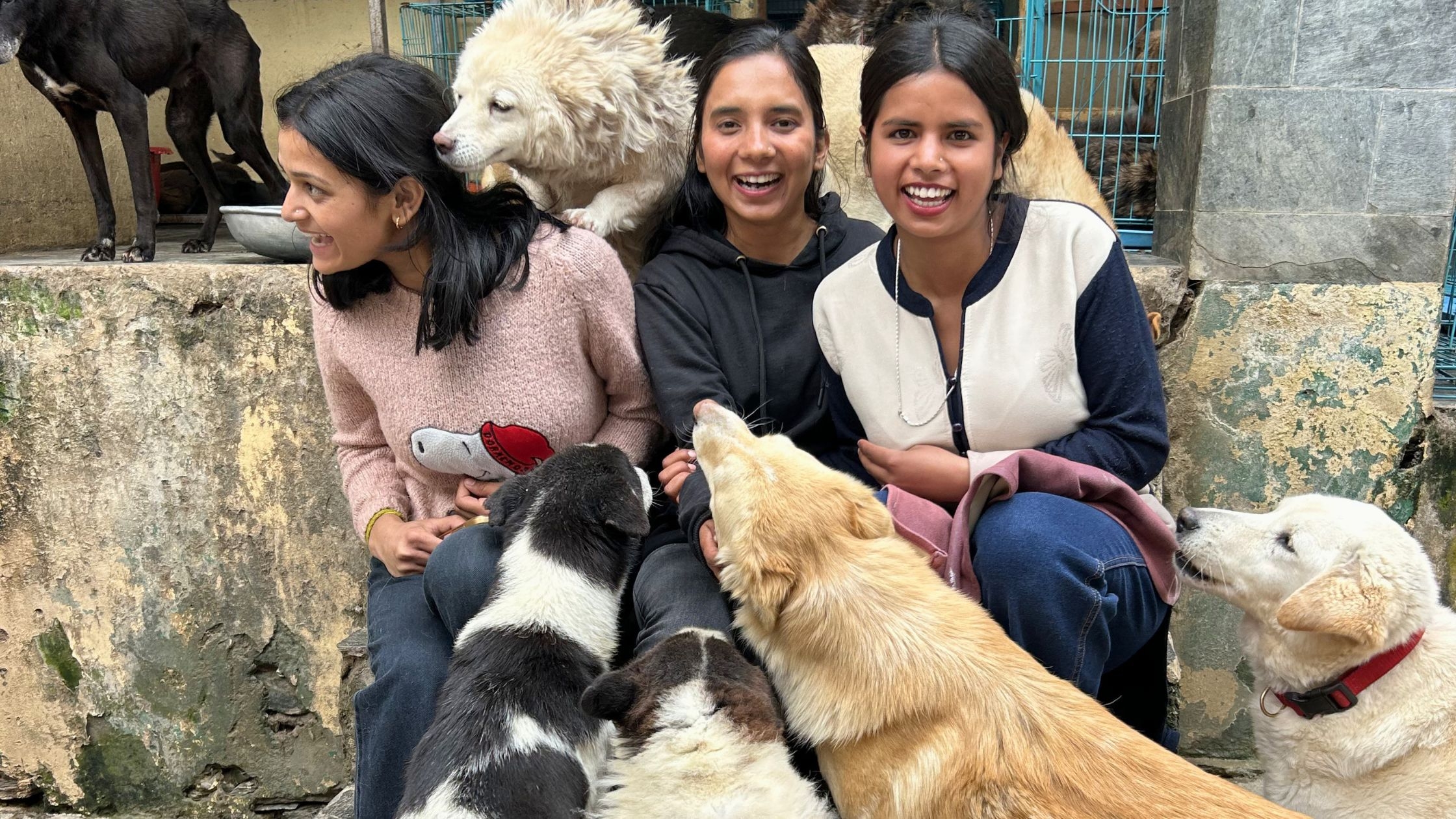 Giving Back-Remember the Stray Dogs in India?
