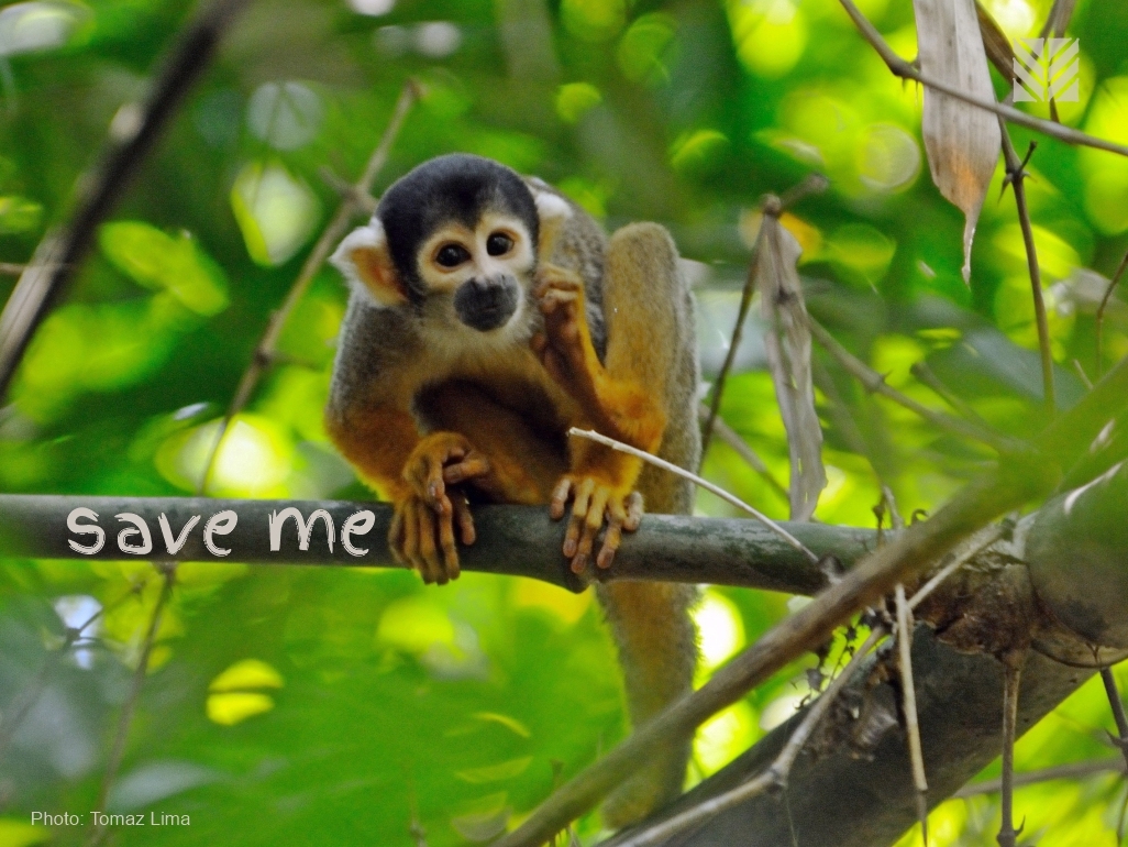 Protect the Amazon Rainforest