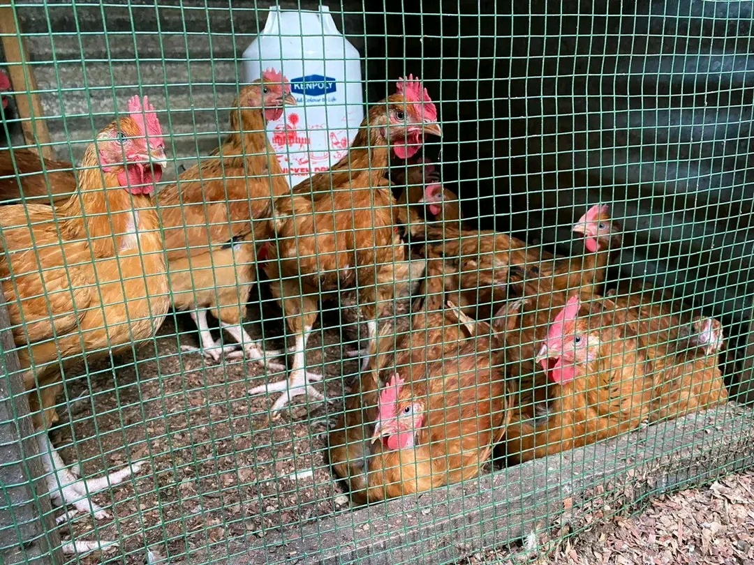 Donate Chickens to Feed Orphans in Goma