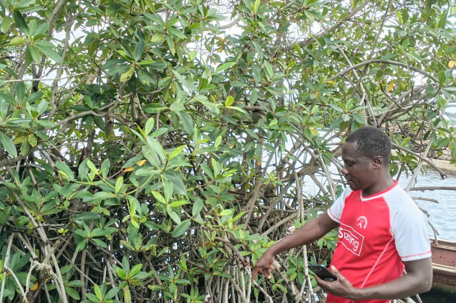 Save Keta Mangroves: Eco-Jobs for Ghana