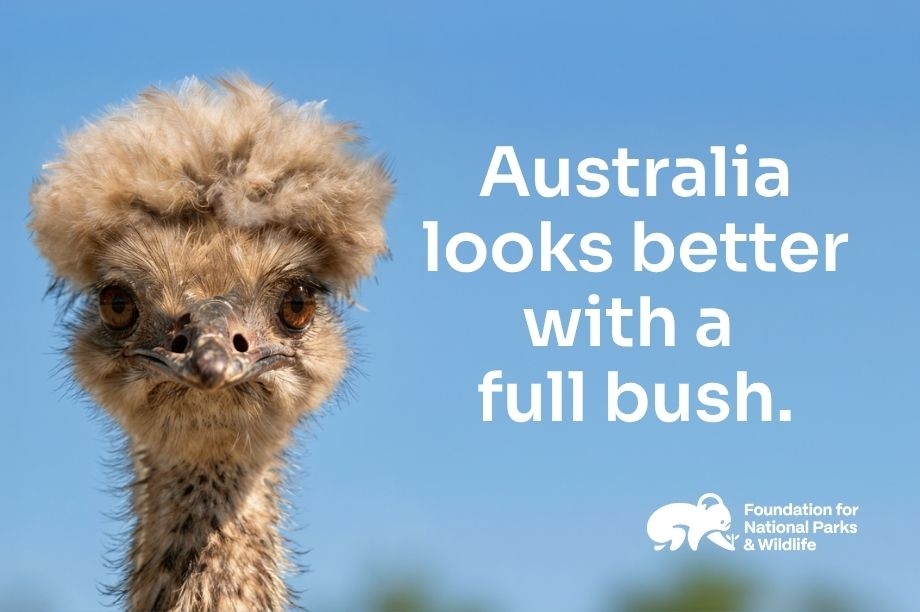 Bring Back the Bush