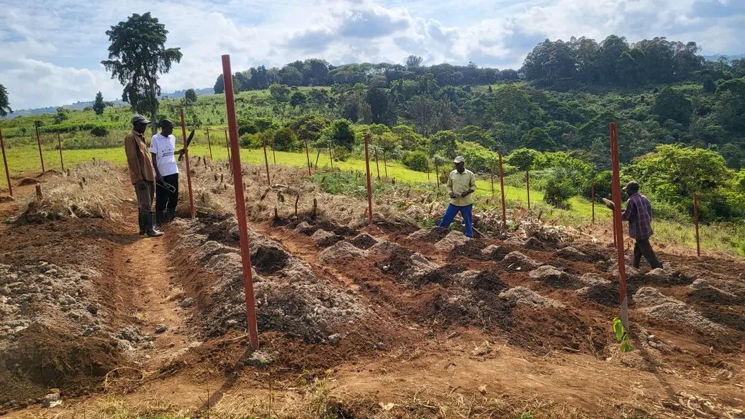 Multicultural partners plant cocoa in the DR Congo