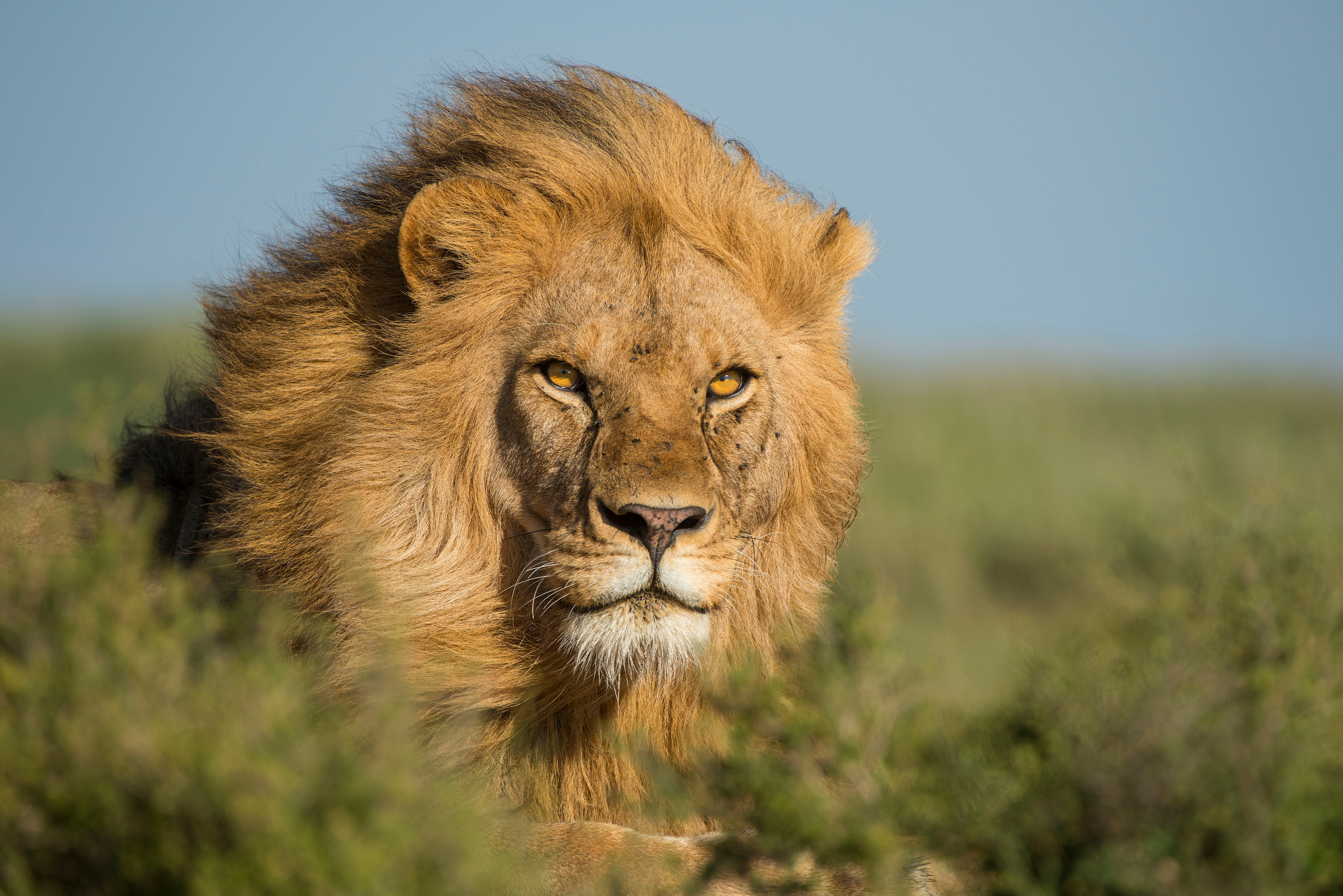 Serengeti People and Wildlife
