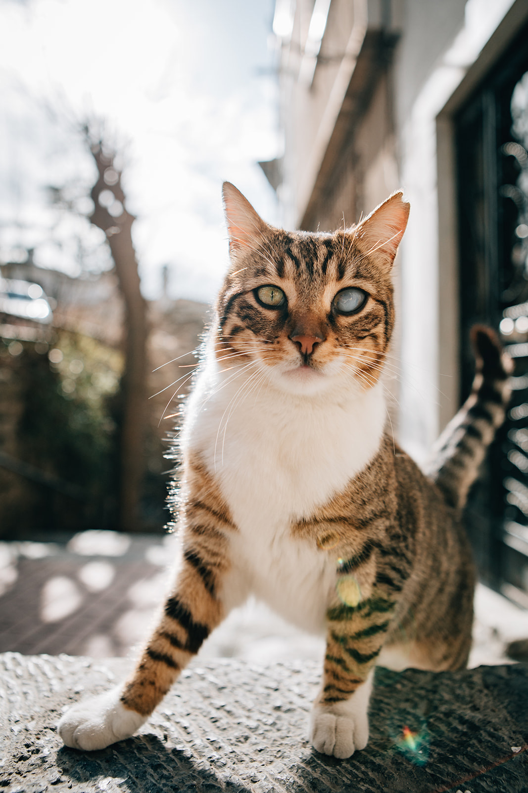 TNR in Istanbul