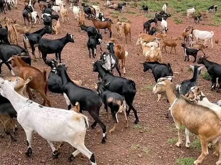 Rotational Goat Farming for Vulnerable Elderly DRC