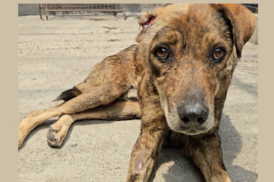 Save 50 Dogs with Maggot Wounds in Indian Monsoon