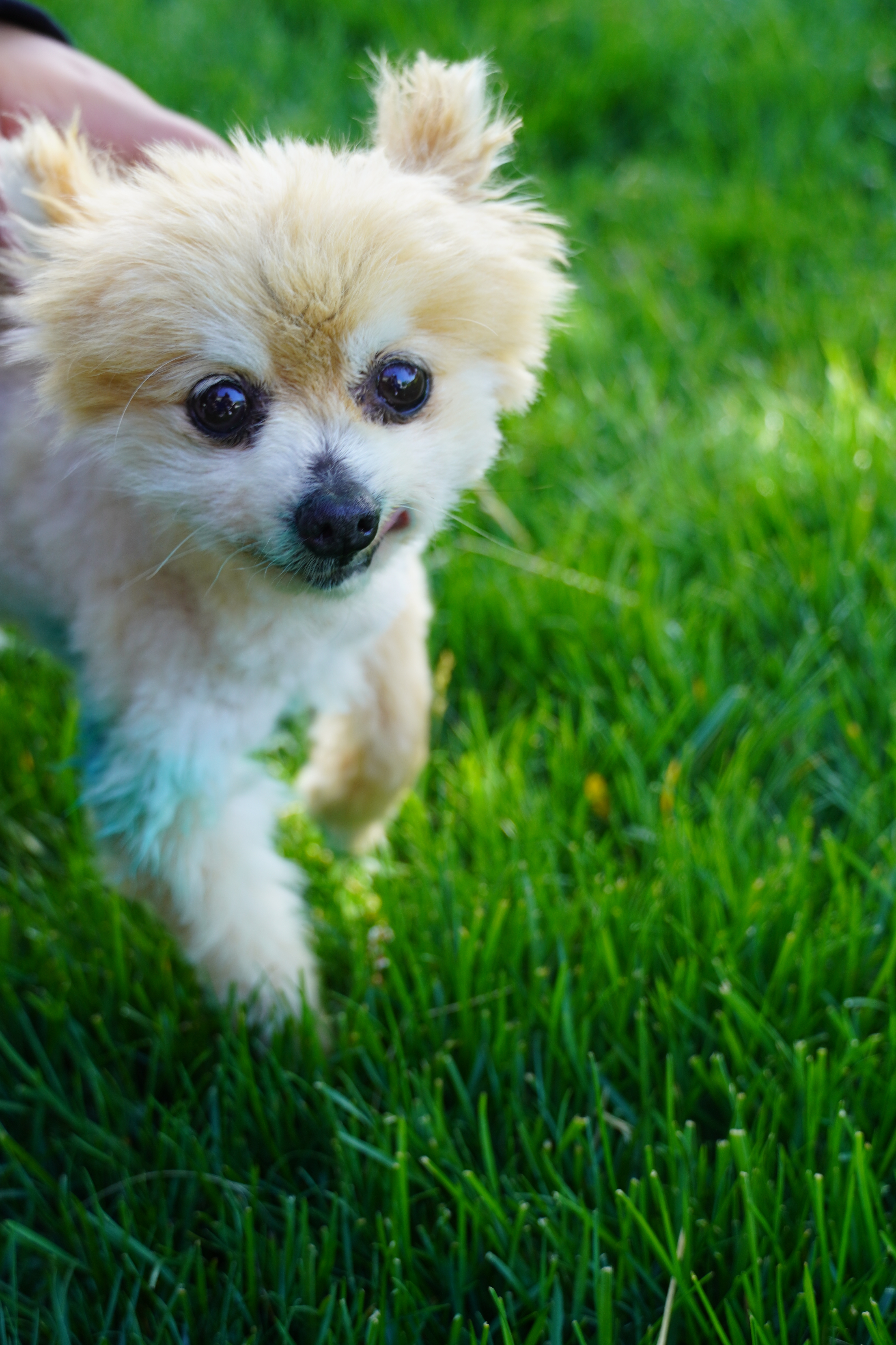 Fund a Vital Shelter Renovation: Cage Free Living
