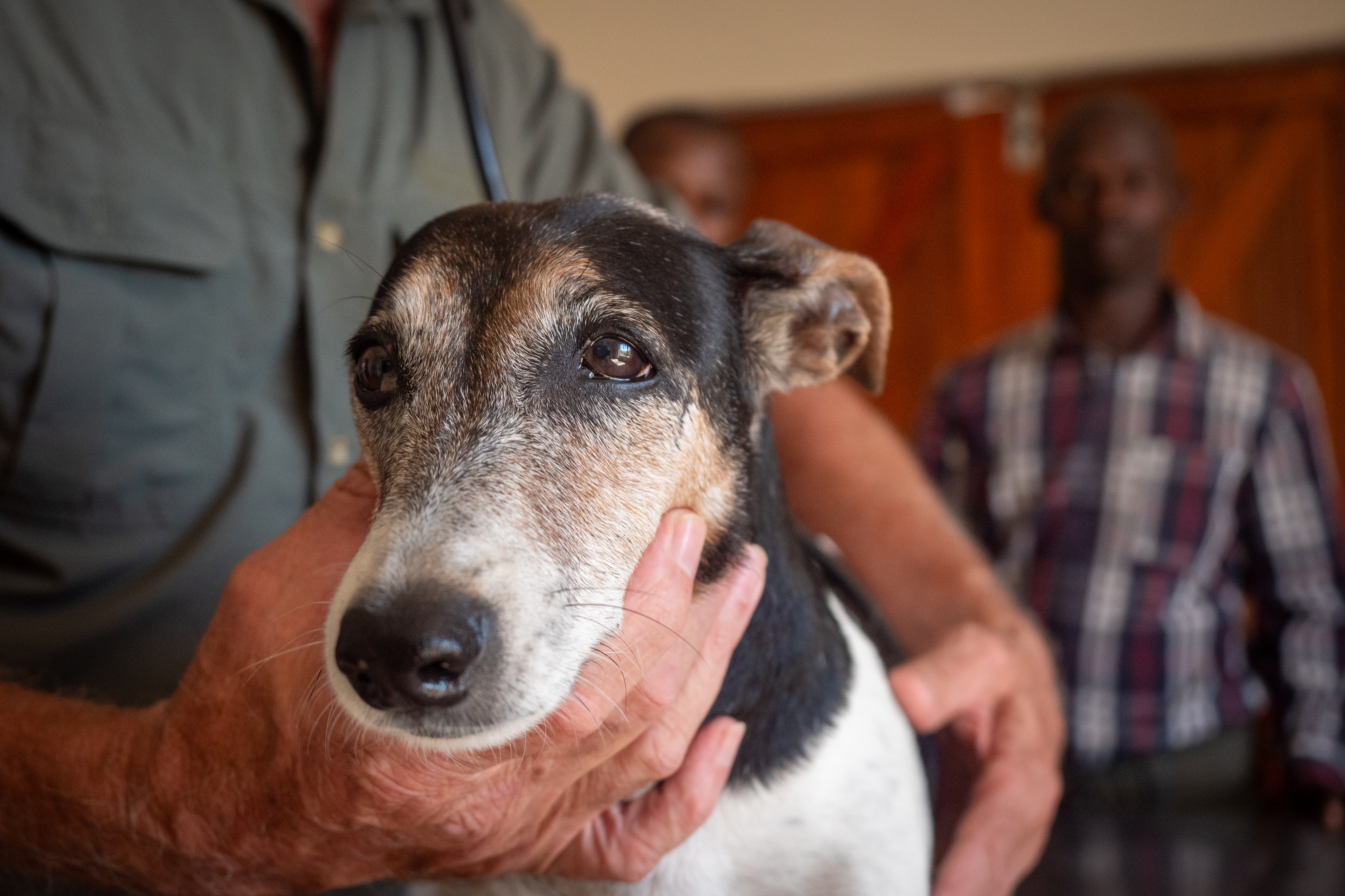 Provide Veterinary Care for Rural Communities
