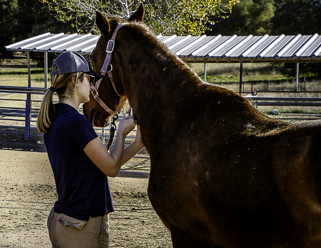 Vet Care For Our Herd