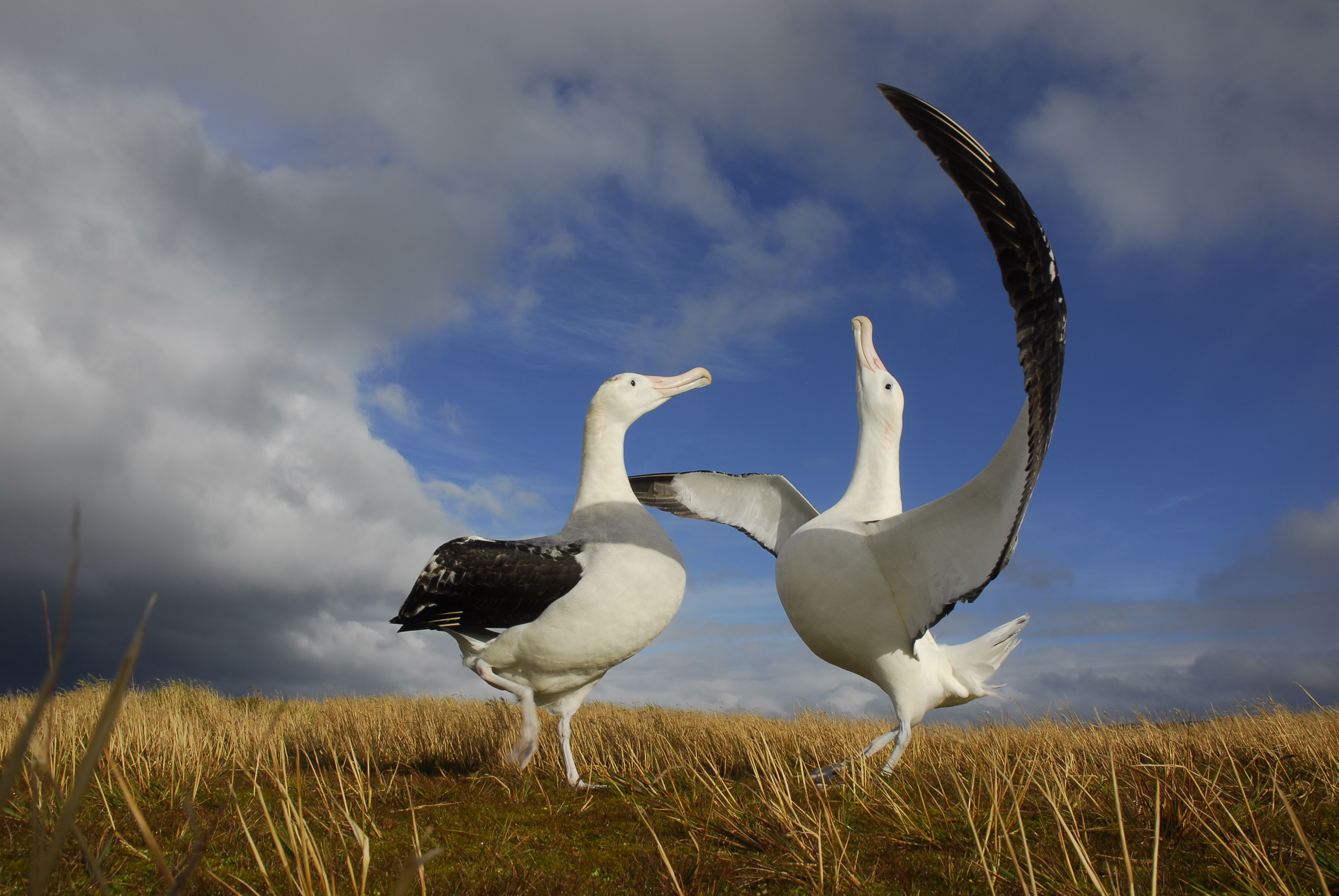 Saving Marion Island's Seabirds: The MFM Project
