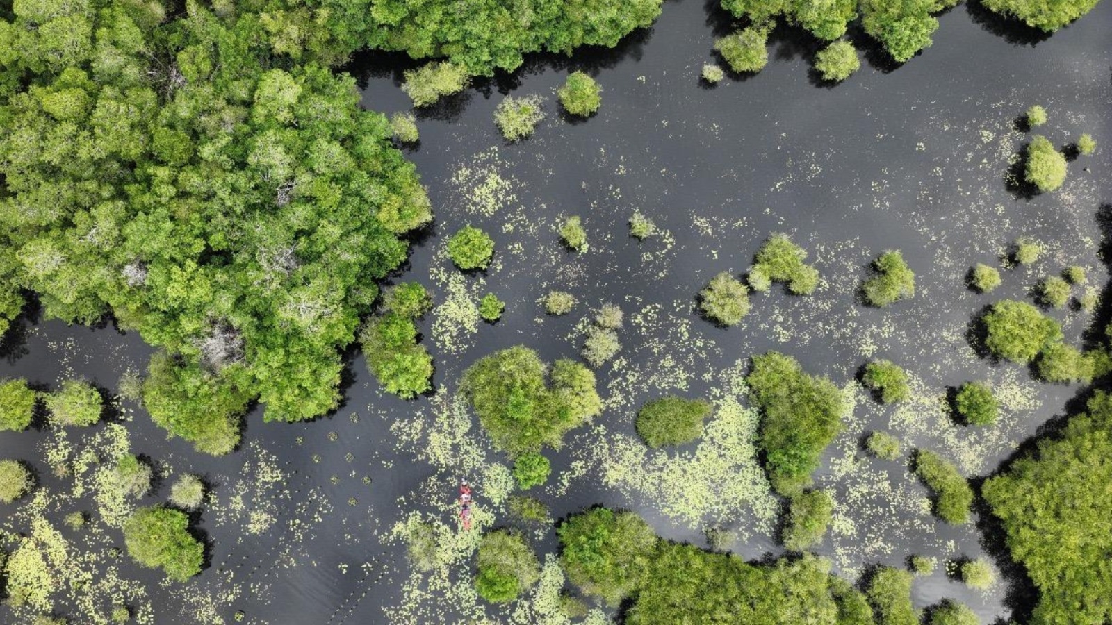 Saving Sea Turtles and Coastal Ecosystems in Guate