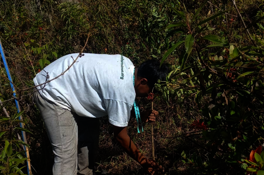 Help Choras Families Restore Forest After Wildfire