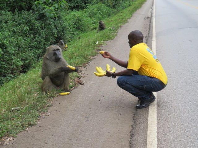 Help, Feed & Save 100 Neglected Animals in Uganda
