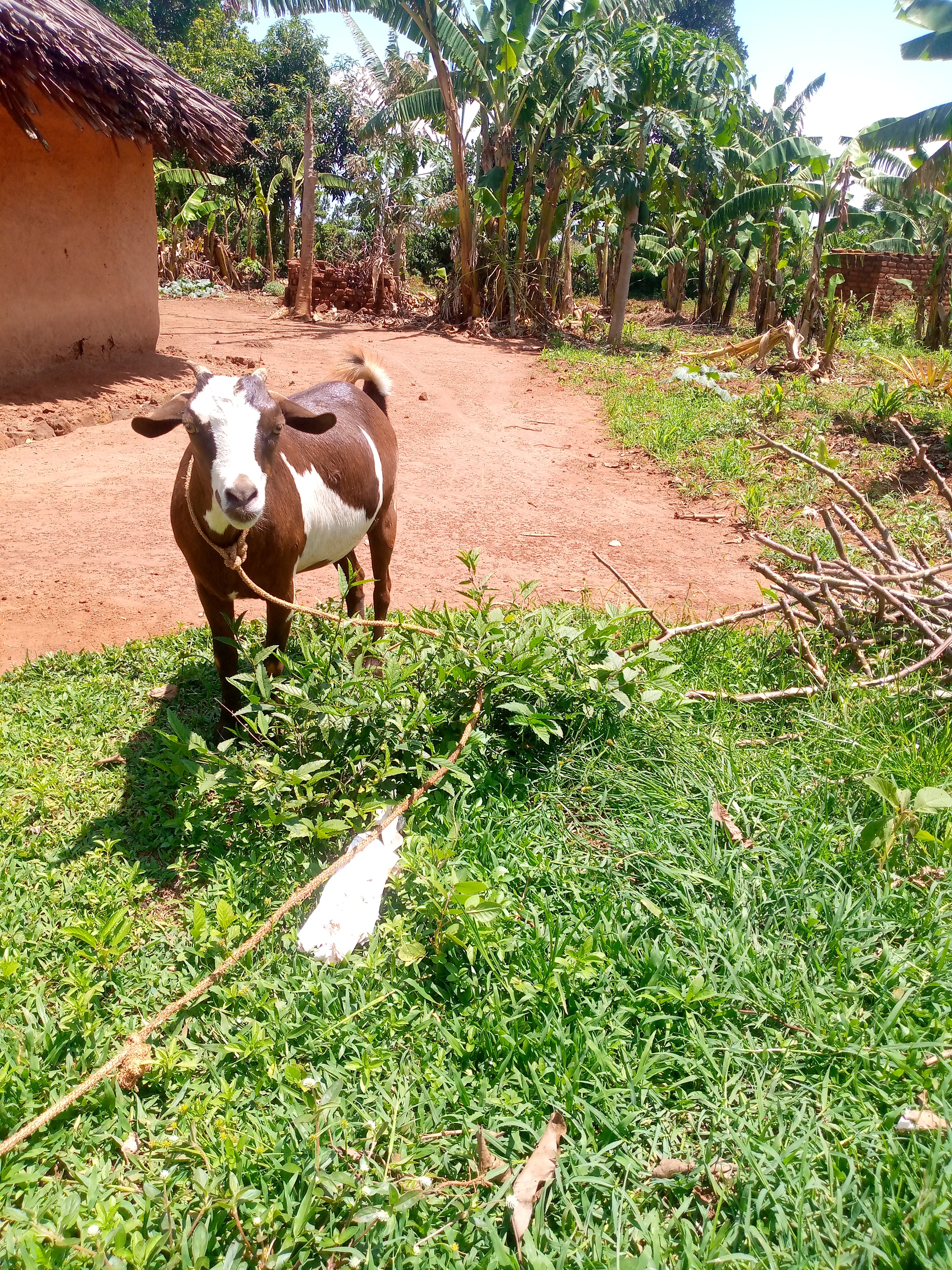 Donate a Goat for Sustainability Livelihood