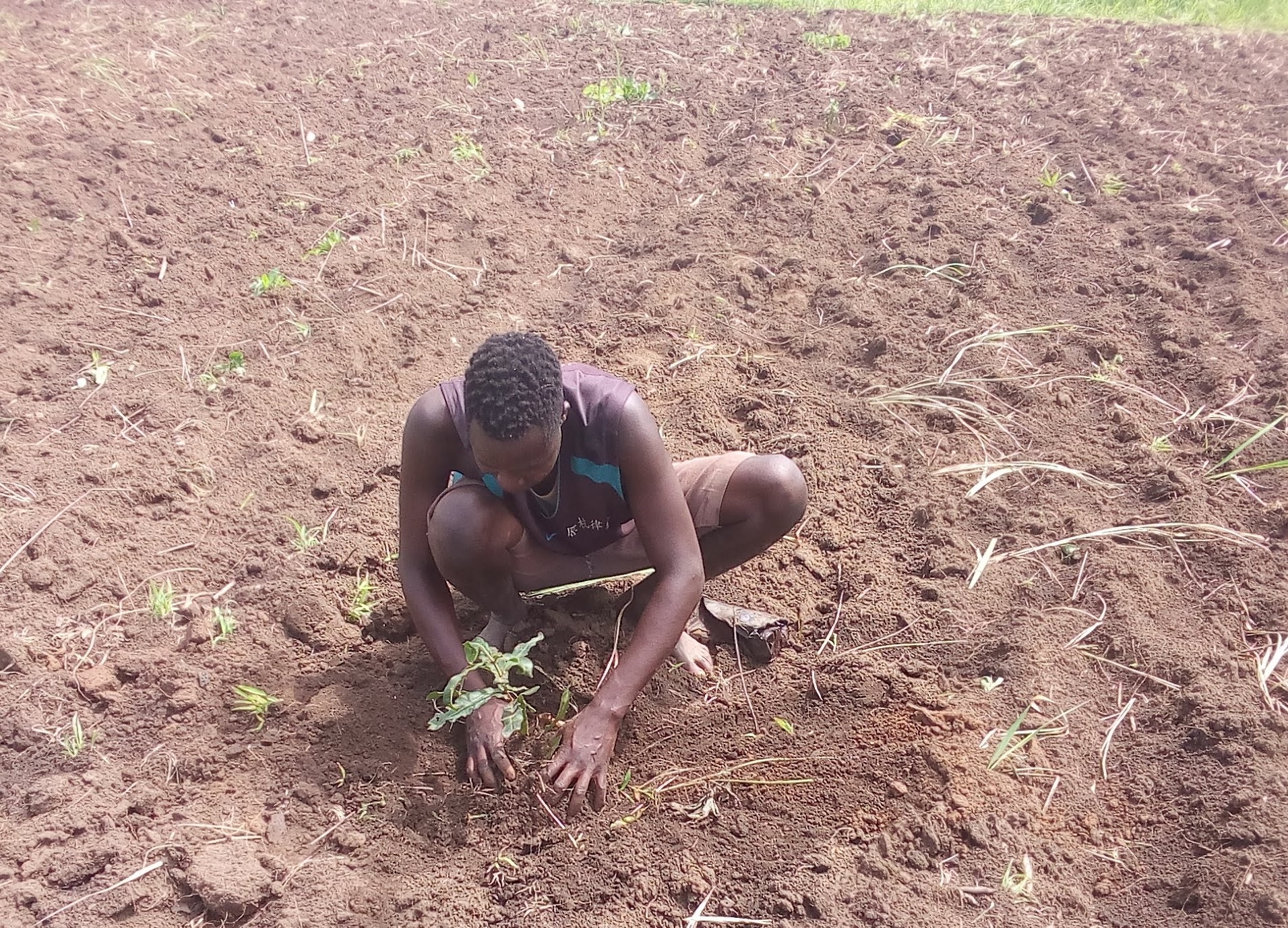 Restore Pader Land & Livelihoods.
