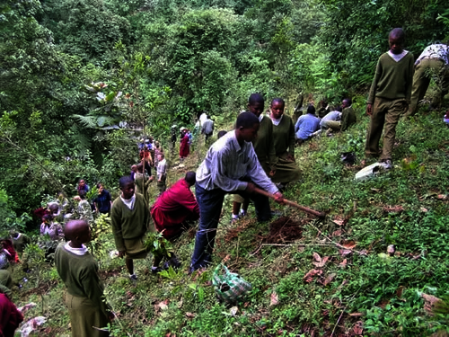 Land Remediation on Mt. Kilimanjaro in Tanzania