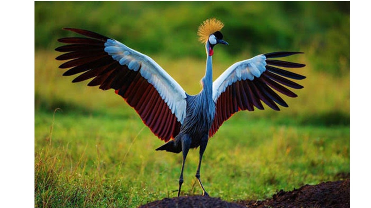 Protect Uganda's Cranes & Restore Wetland Habitat
