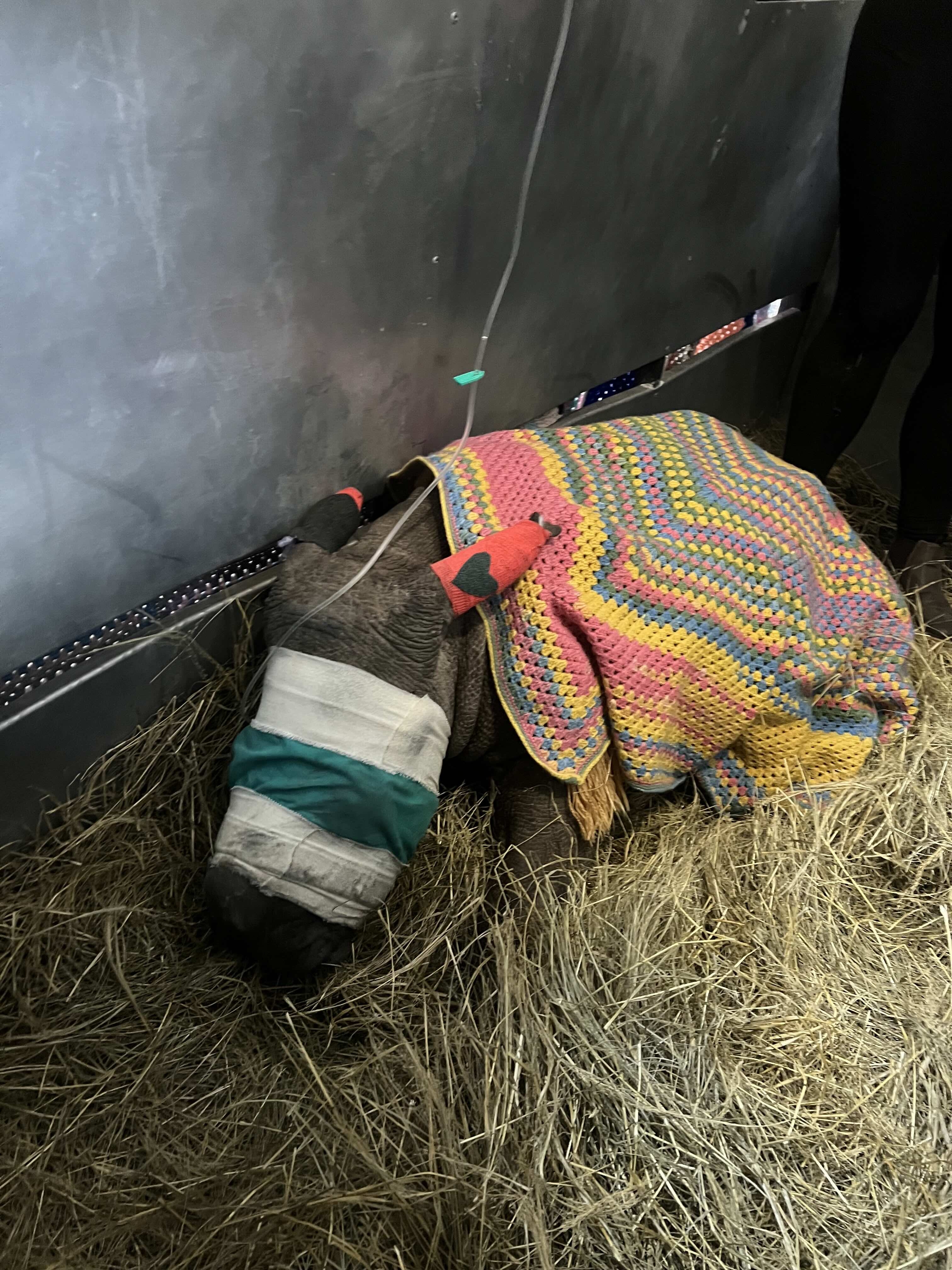 Help Save Critical Rhino Calf