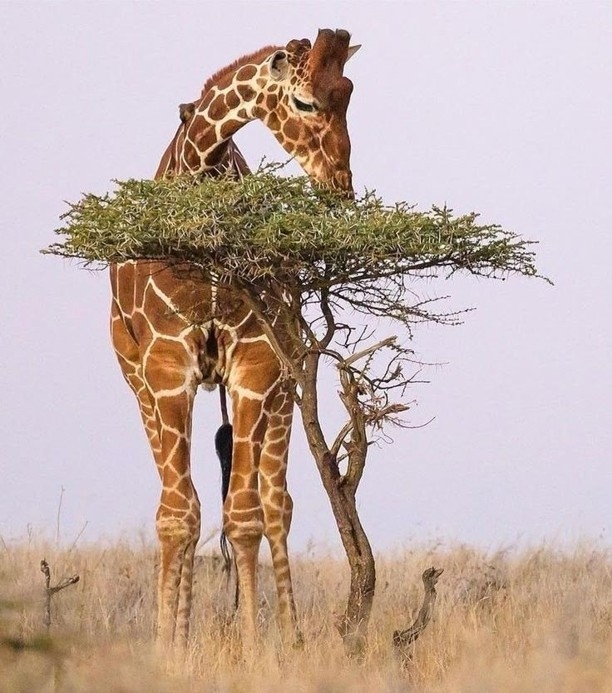 Giraffes and Zebras Conservation in Iganga Town