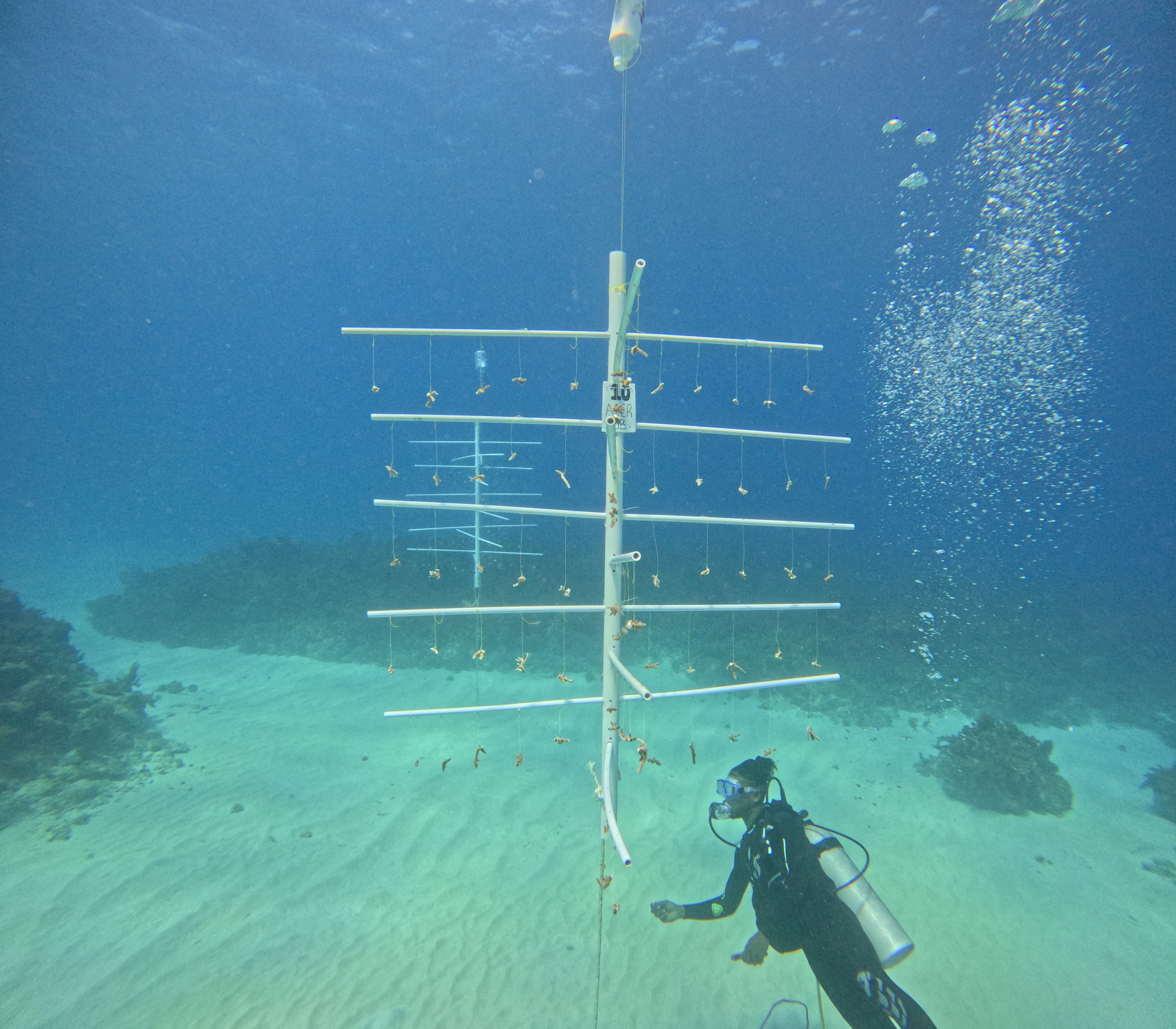 White River Fish Sanctuary Adopt a Coral Jamaica