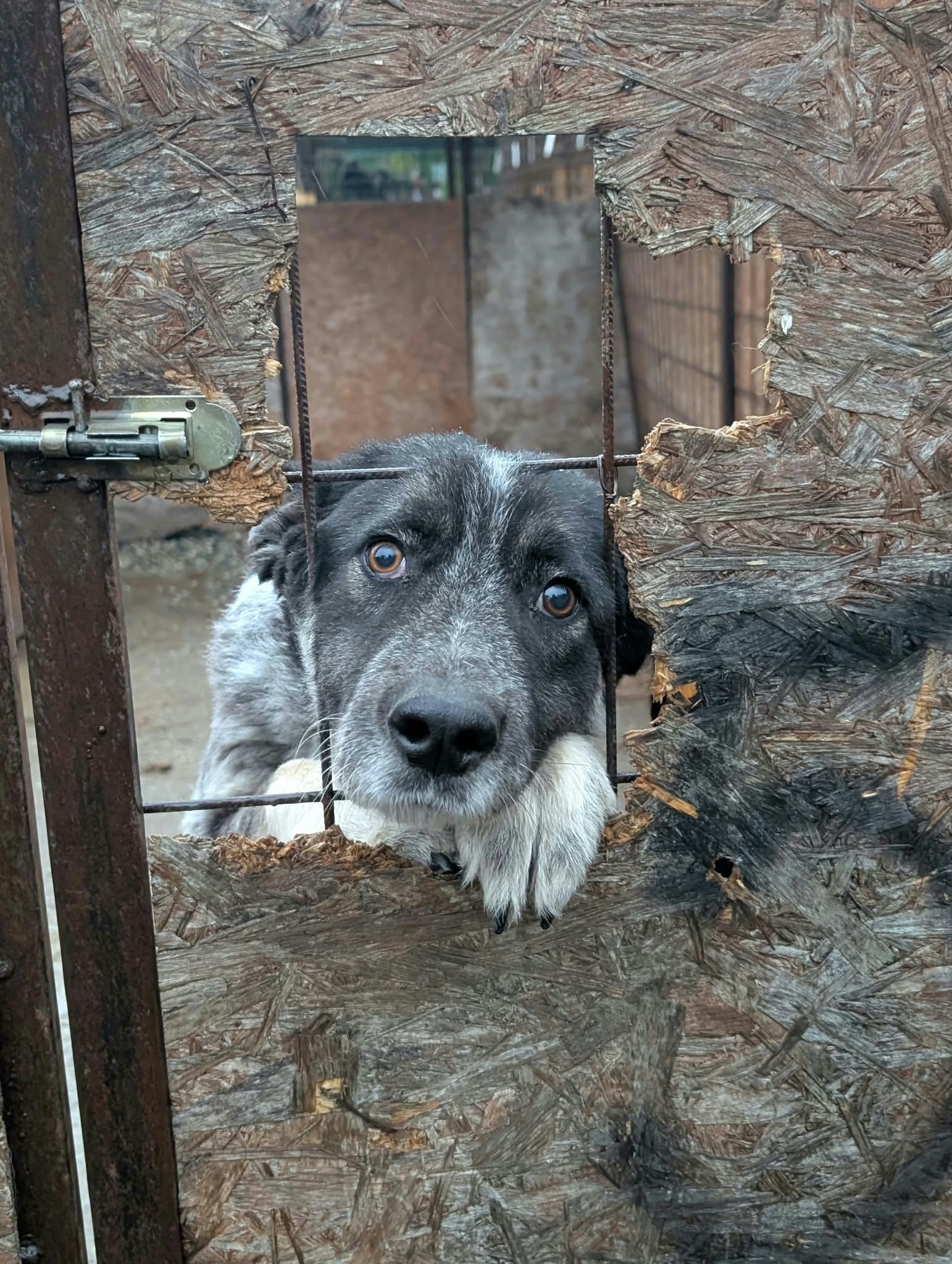 A Roof Above Every Rescue