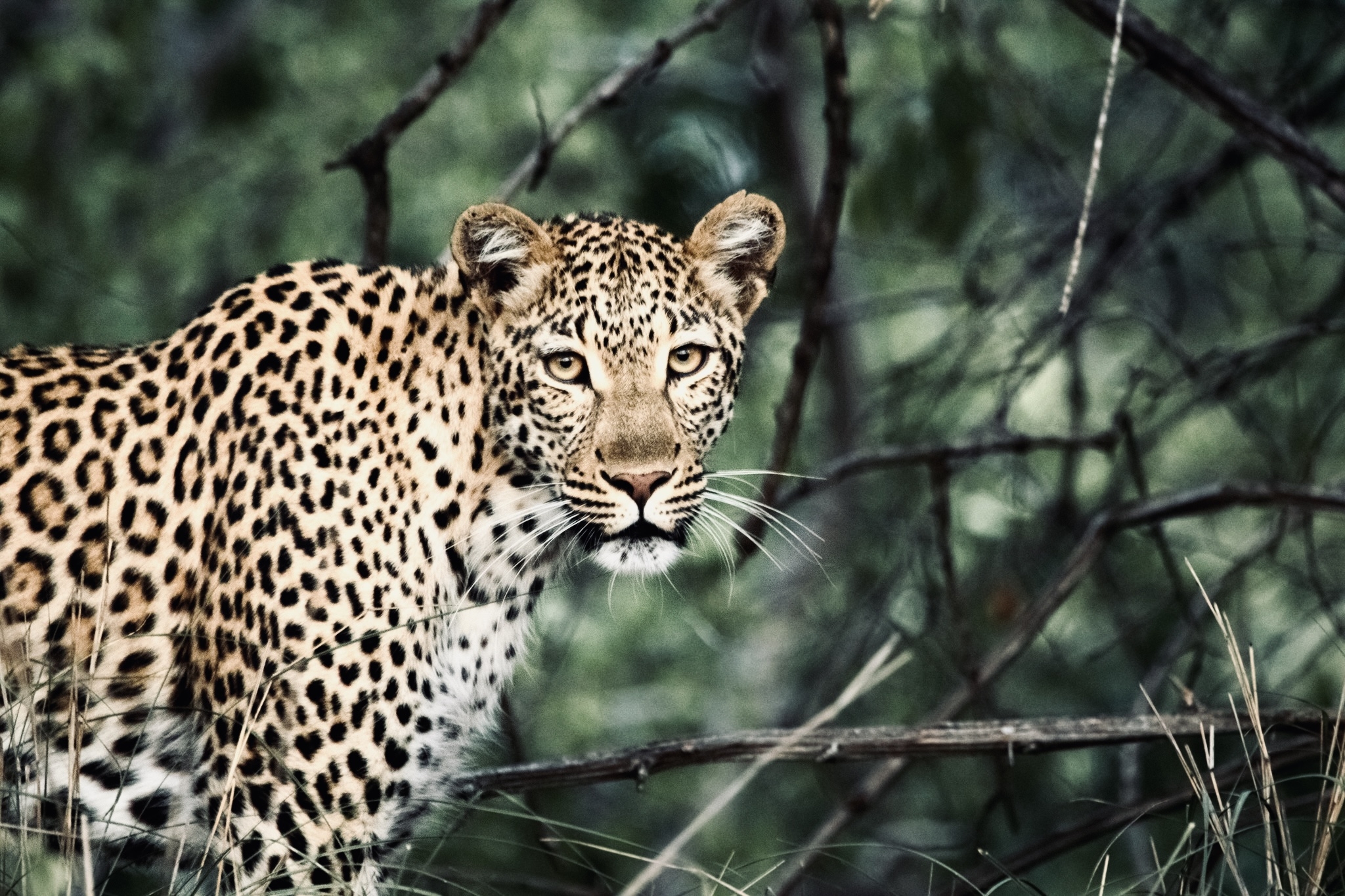 Protecting Jaguars and Biodiversity in the Amazon