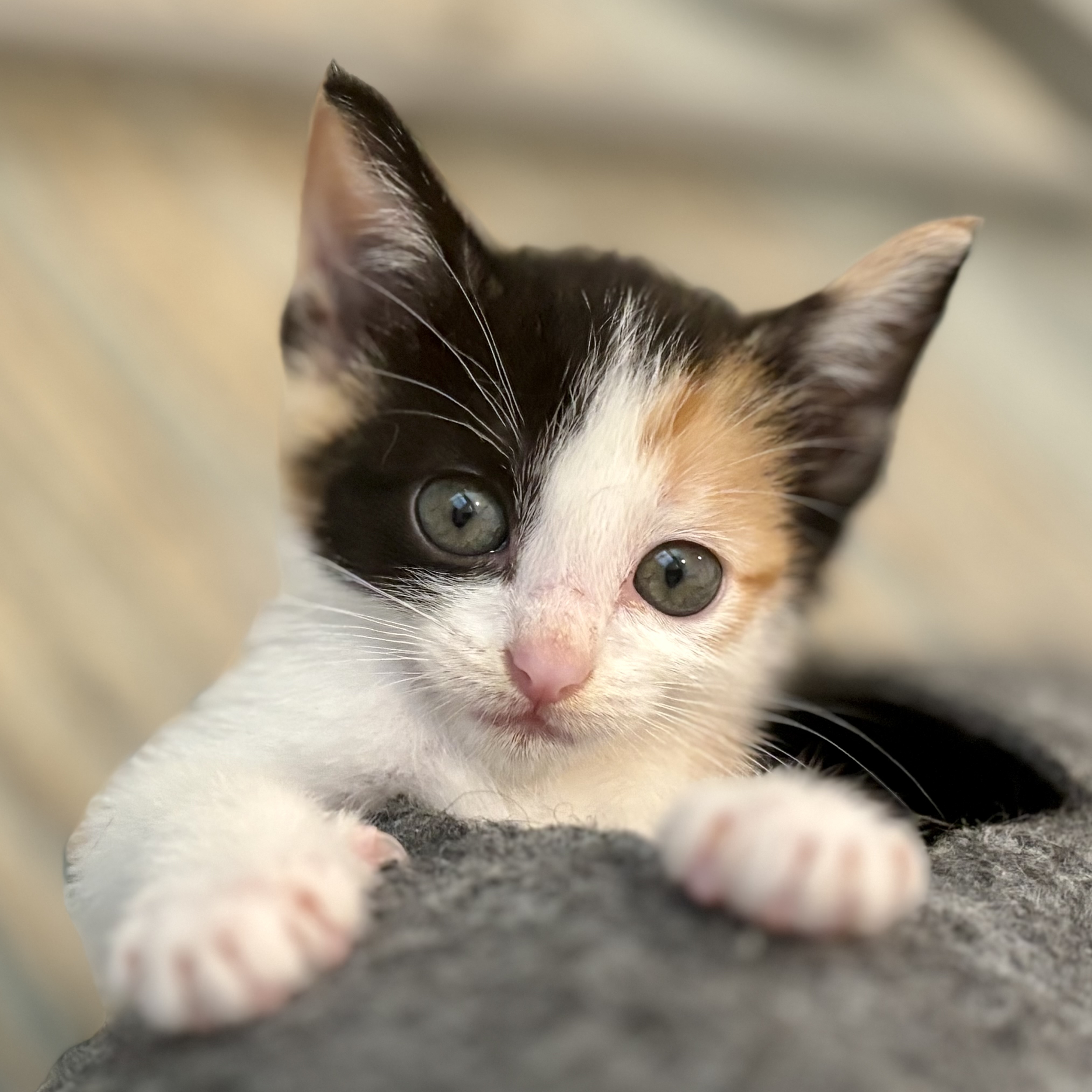 Rescue cats from being euthanized at local shelter