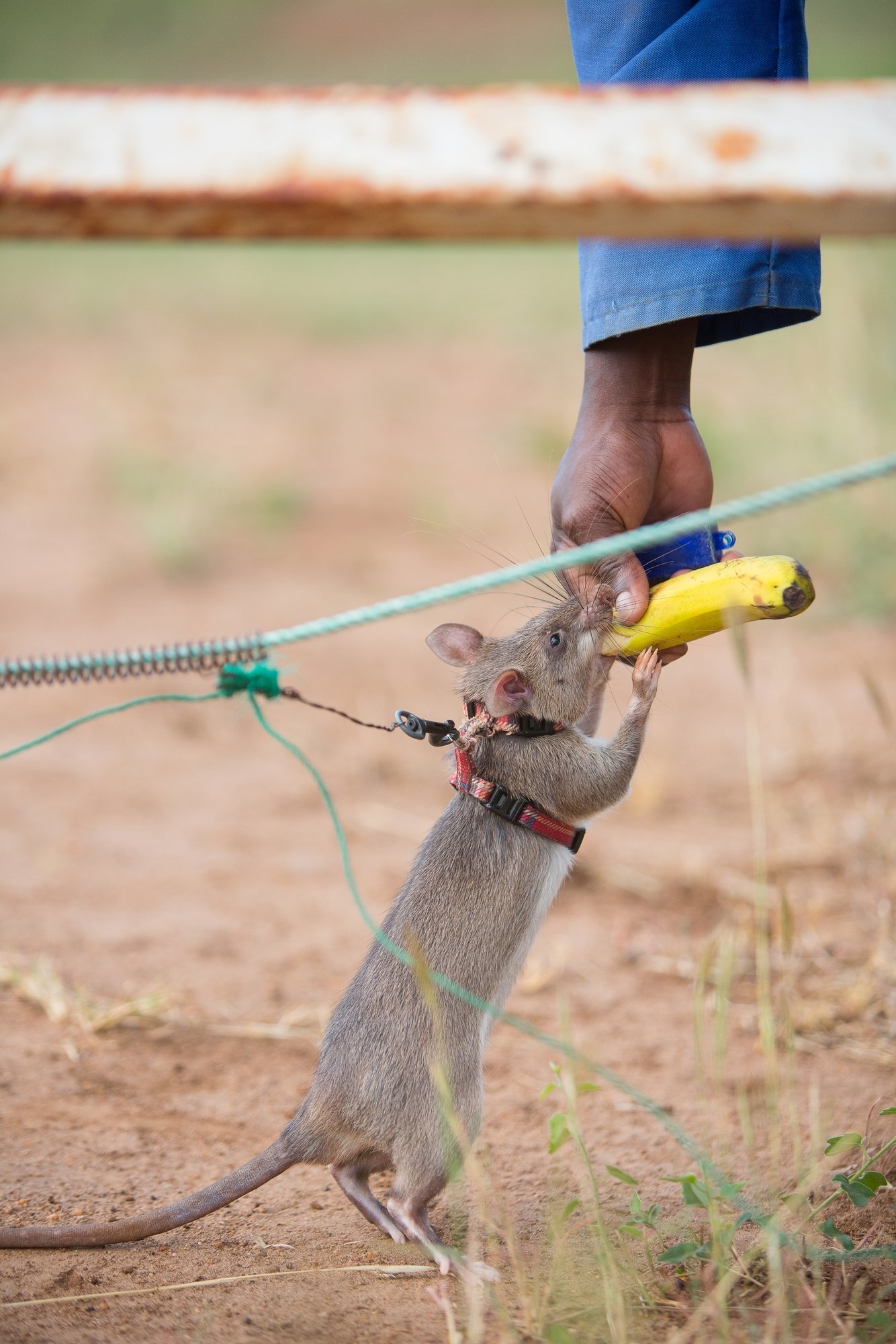 Support APOPO's rats in their life-saving missions