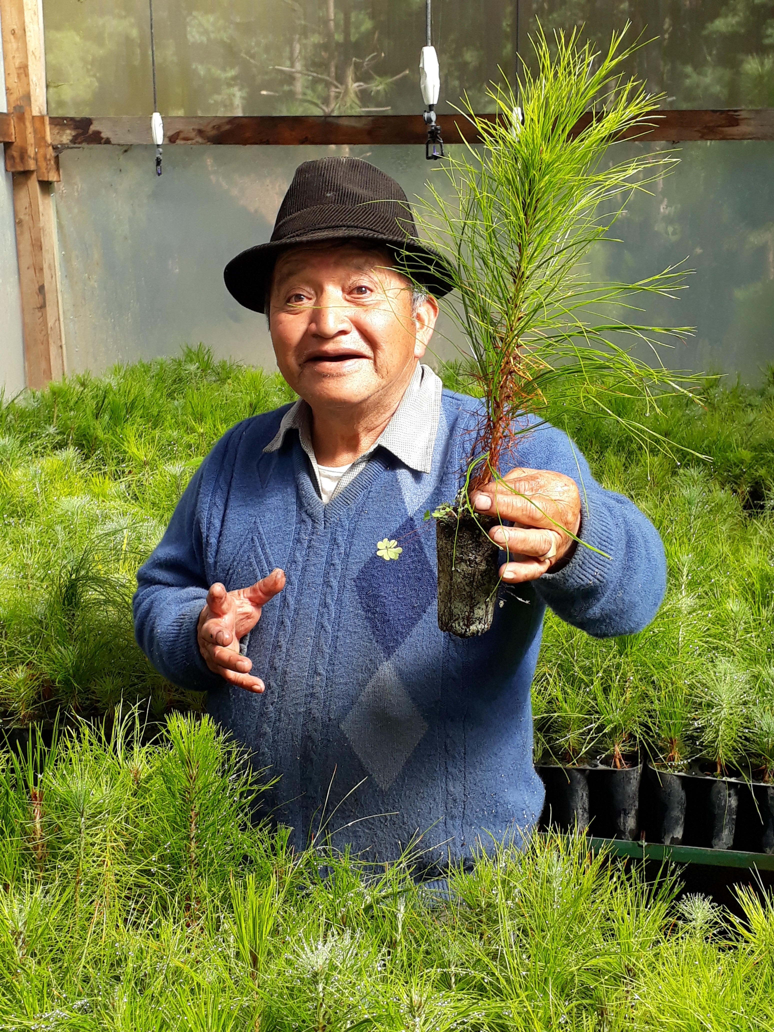 Community-led Reforestation in Totonicapan Forest