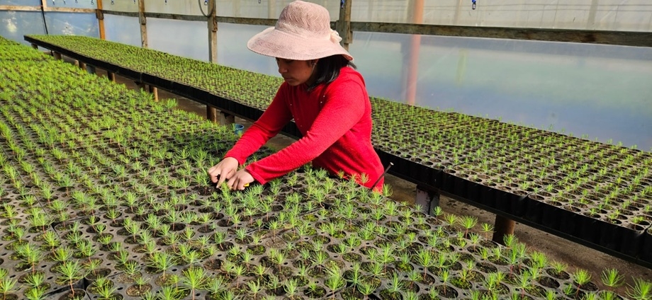 Restore and Protect Forests in Mesoamerica