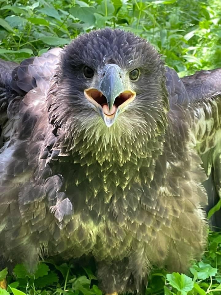 Fellow Mortals--Compassion Changes Everything