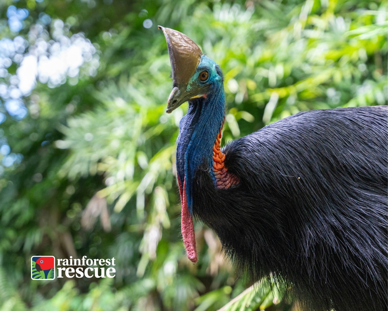 Propagate and Plant: Cassowary Conservation