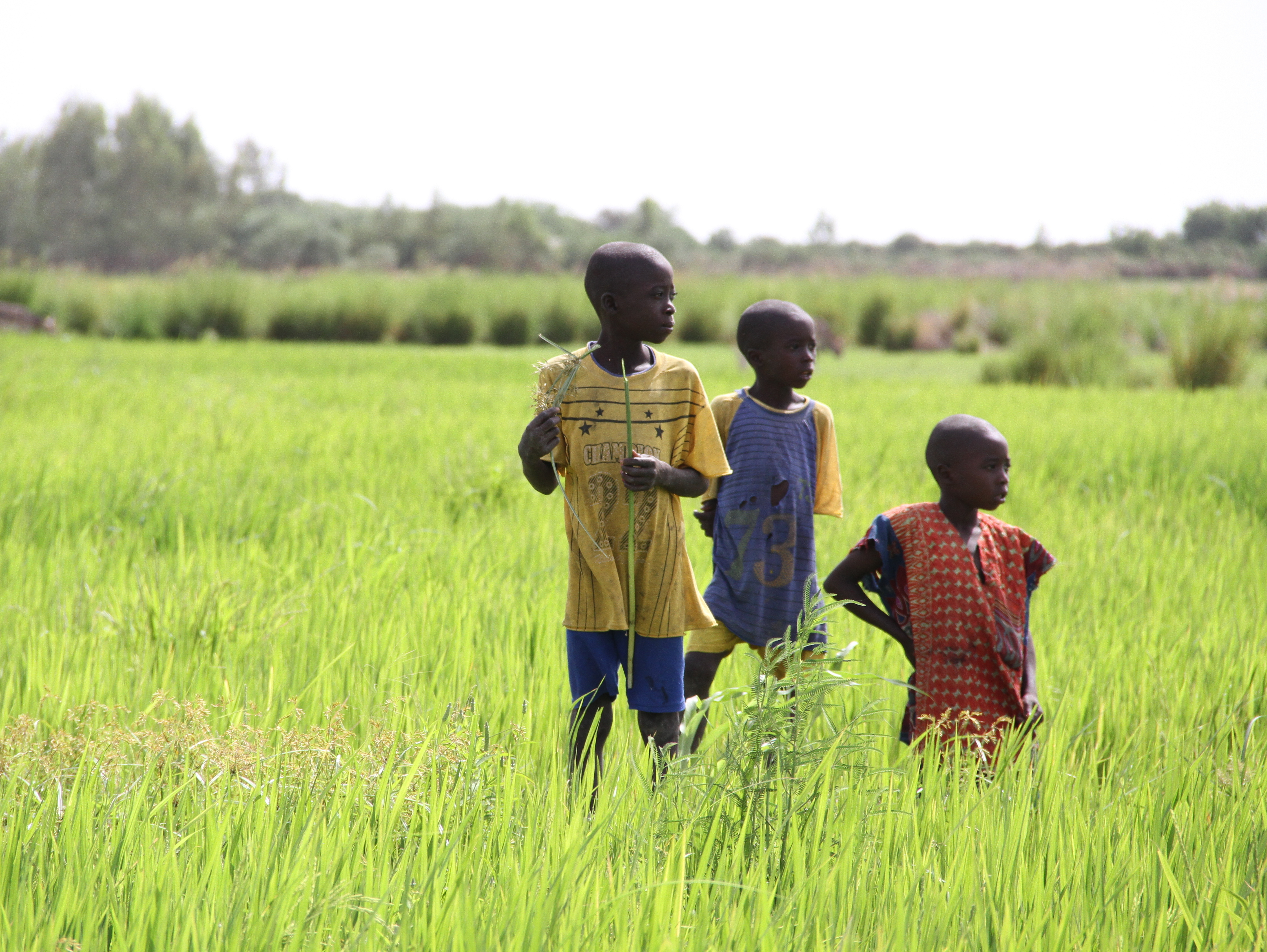 Increase food production and security in Mali