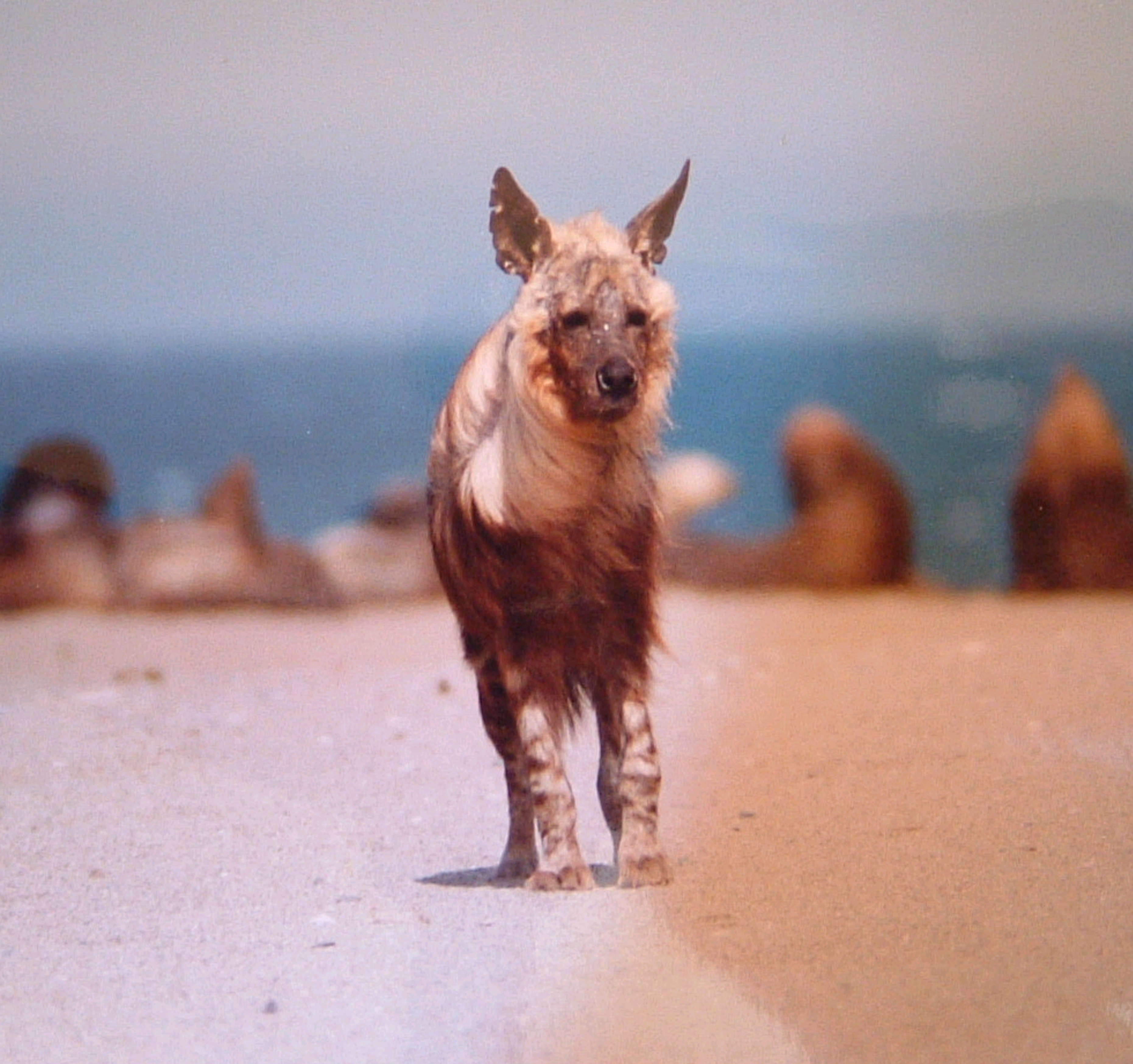 Save South Africa's Brown Hyaenas